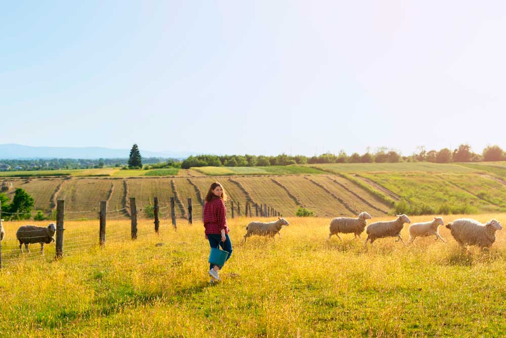 EGAB-en irizpena, Landa-garapenerako Lege Aurreproiektuari buruzkoa