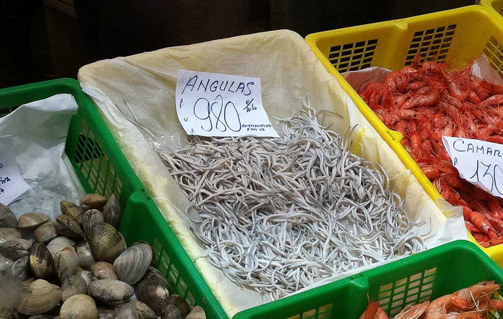 EAEan angularen arrantza profesionala arautzen duen eta angula-arrantzale profesionalen erregistroa sortzen duen Dekretu-proiektua