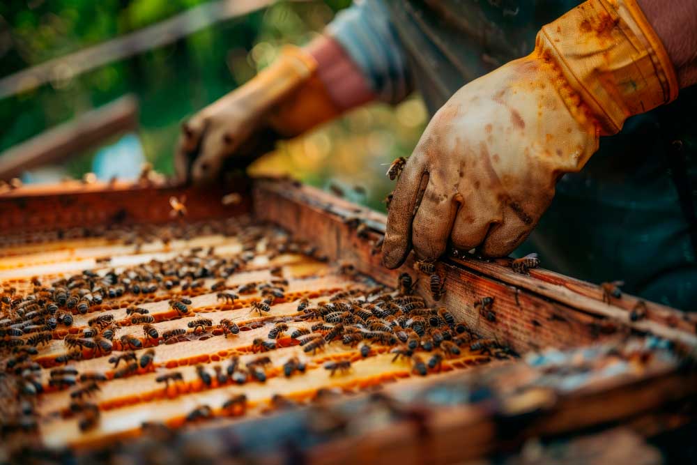 Erlezaintza antolatzeko Dekretu-Proiektuari buruzko ekonomia eta gizarte arazoetarako batzordearen Irizpena