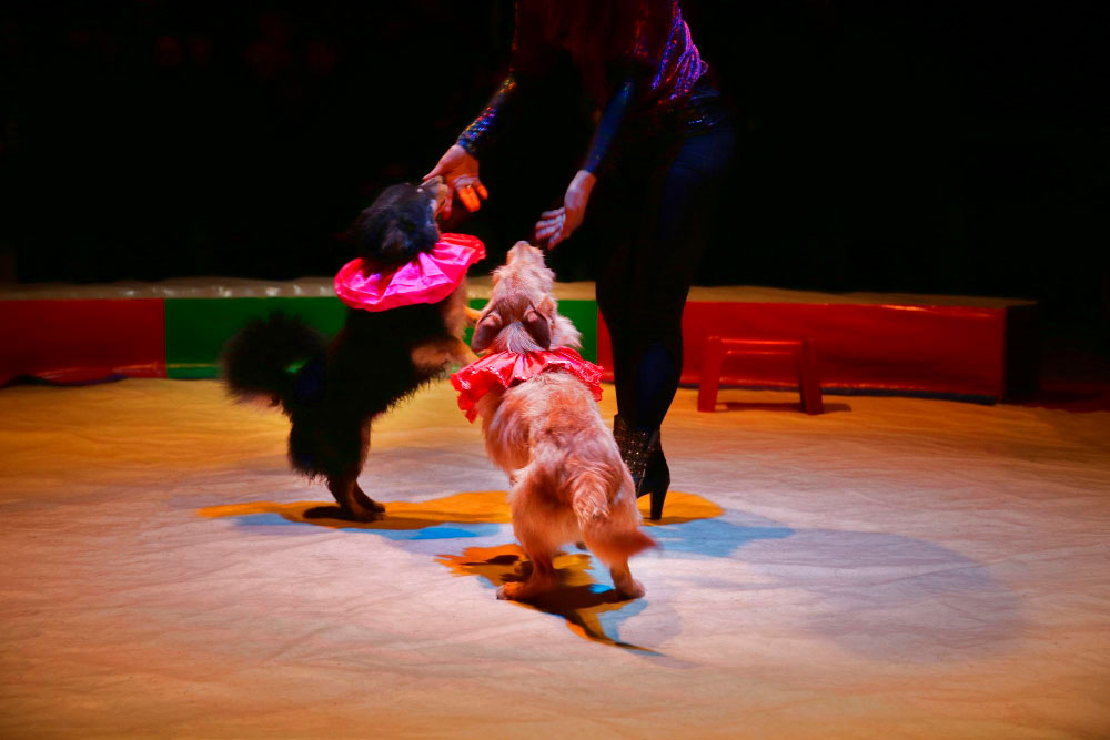 EAE-N egiten diren ikuskizun publikoetan etxeko eta gatibutasunean dauden animalien ongizaterako irizpideak arautzen dituen Dekretu-proiektuari buruzko EGAB-ren irizpena